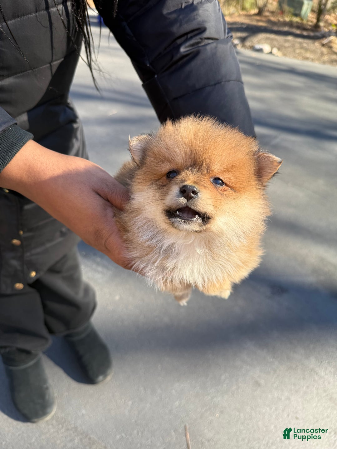 Pomeranian dogs for sale: Pomeranian Puppy 4 - Ad 2