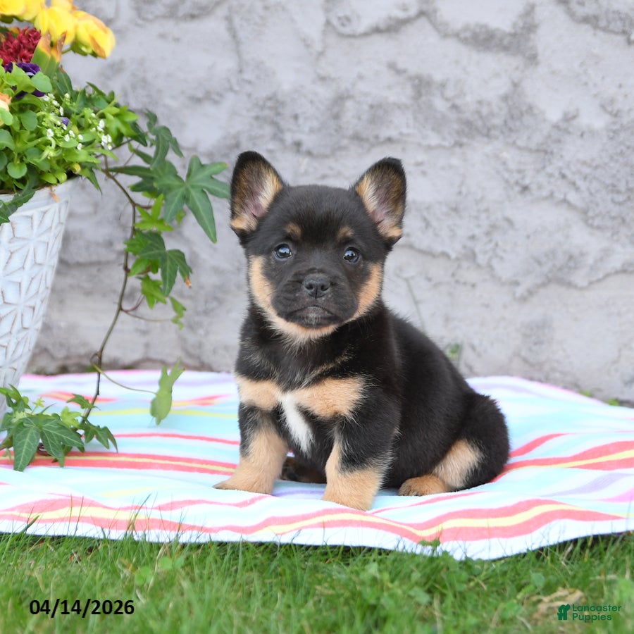 Mixed Breed dogs Lane - Ad 2