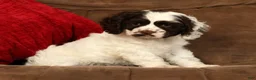 Cocker Spaniel dogs for sale: Lily - Ad 6