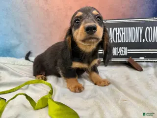 Miniature Dachshund dogs Champion Cappuccino boy - Ad 2