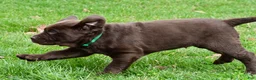 Labrador Retriever dogs for sale: Bruno - Ad 8