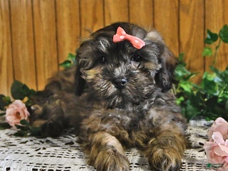 Teddy Bear dogs Candy - Ad 20