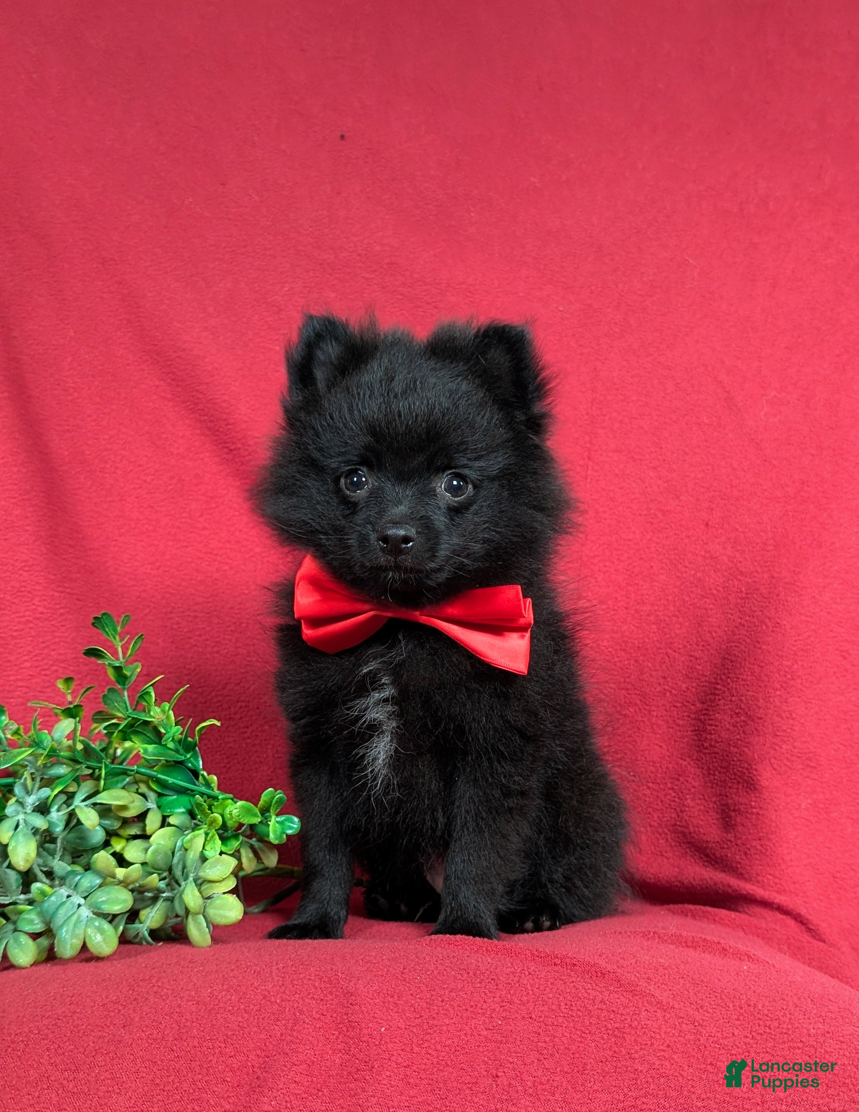Pomeranian dogs Malloy 9 lbs Full Grown - Ad 2