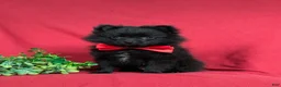 Pomeranian dogs for sale: Malloy 9 lbs Full Grown - Ad 2