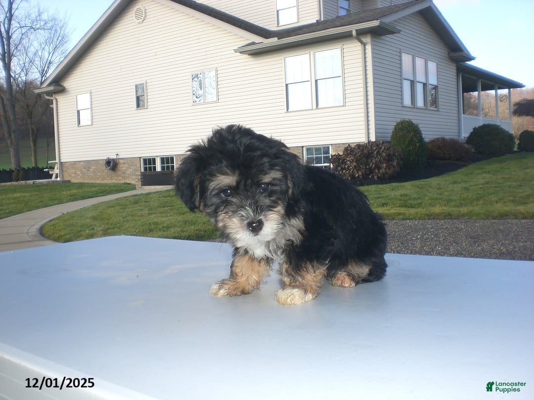 Yorkiepoo dogs for sale: Tina - Ad 10