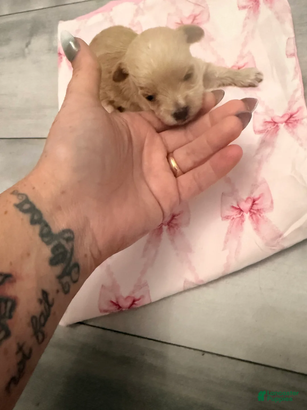 Yorkiepoo dogs for sale: Yorkiepoo 5 - Ad 2