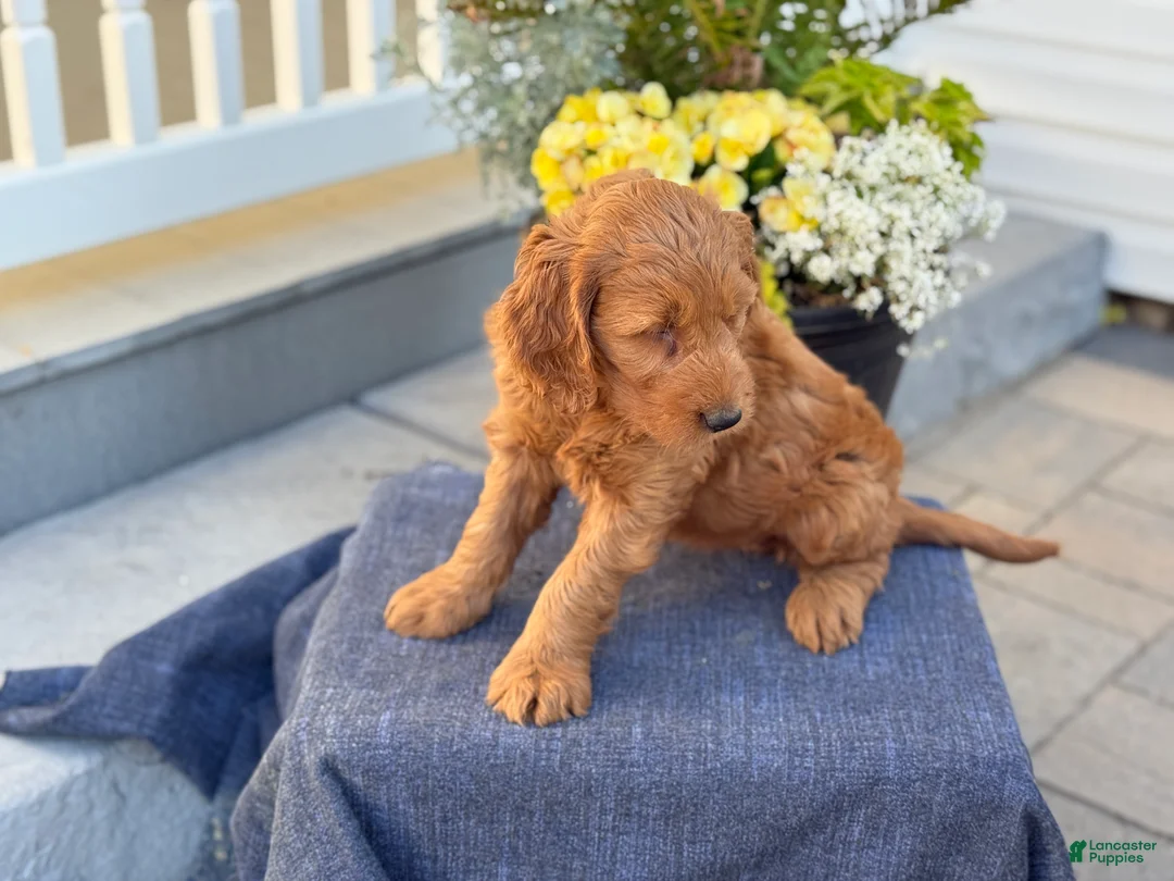 Goldendoodle dogs for sale: Tasha - Ad 2