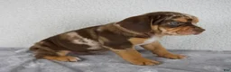 Beabull dogs for sale: Murphy - Ad 2