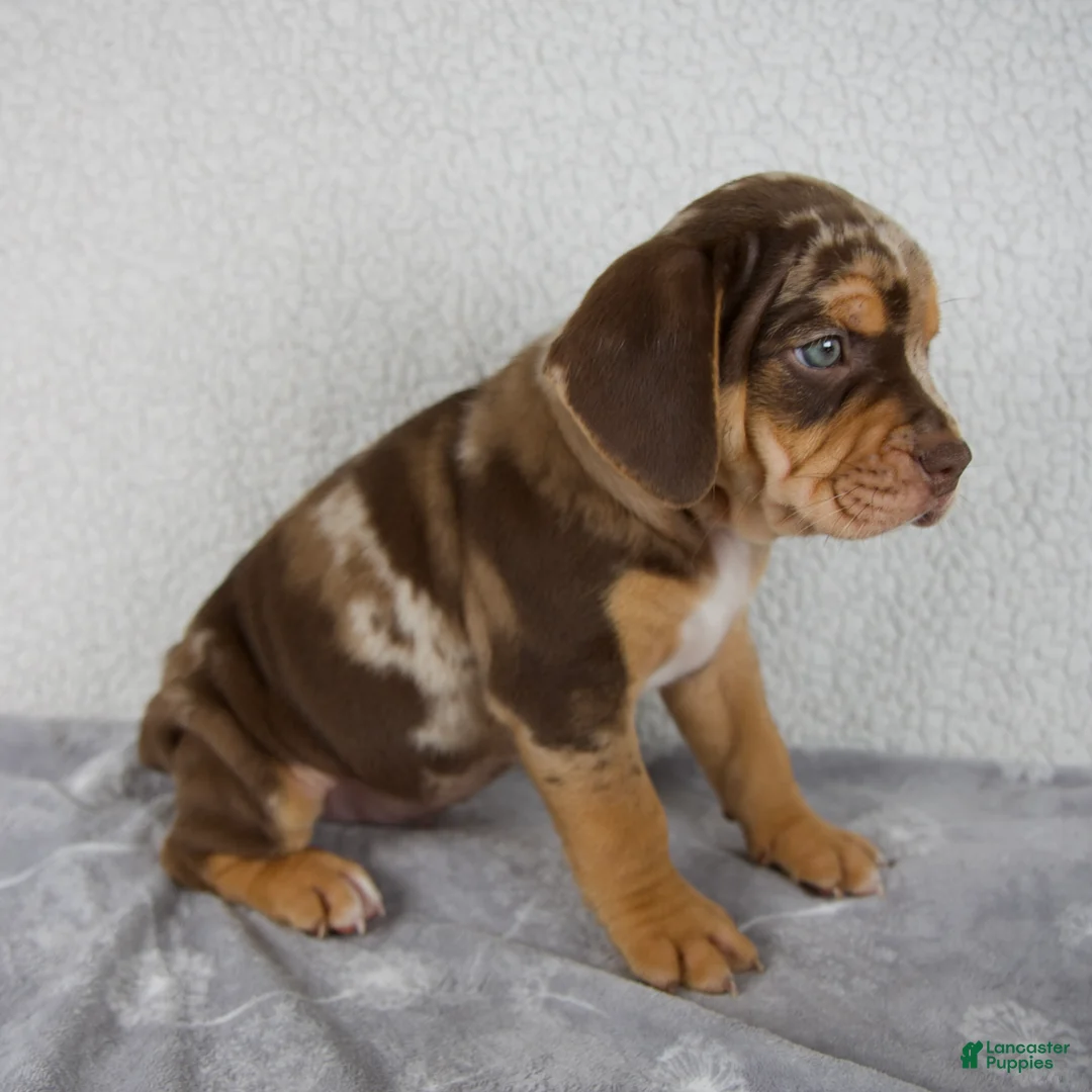 Beabull dogs for sale: Murphy - Ad 2
