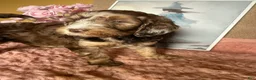 Labradoodle dogs for sale: Labradoodle 6 - Ad 4