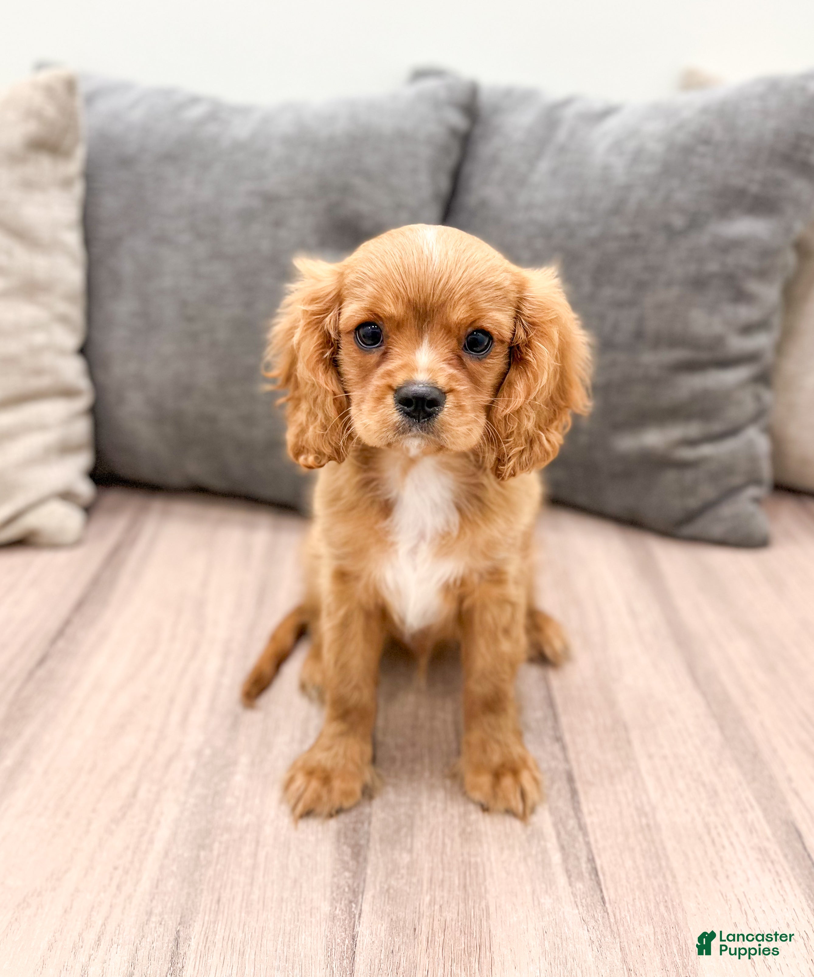 Cavalier King Charles Spaniel dogs Cooper - Ad 8