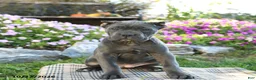 Cane Corso dogs for sale: Tundra - Ad 4