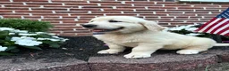 Golden Retriever dogs for sale: Gunner - Ad 4