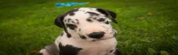 Great Dane dogs for sale: Bryce Great Dane  - Ad 6