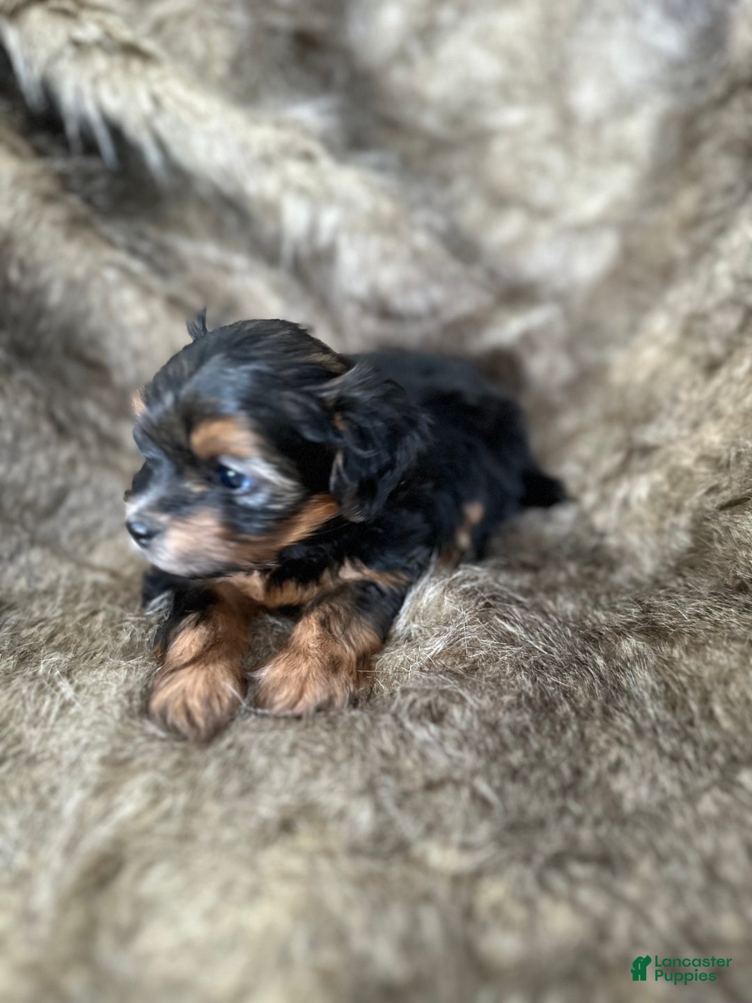 Shorkie dogs for sale: Kenady - Ad 4
