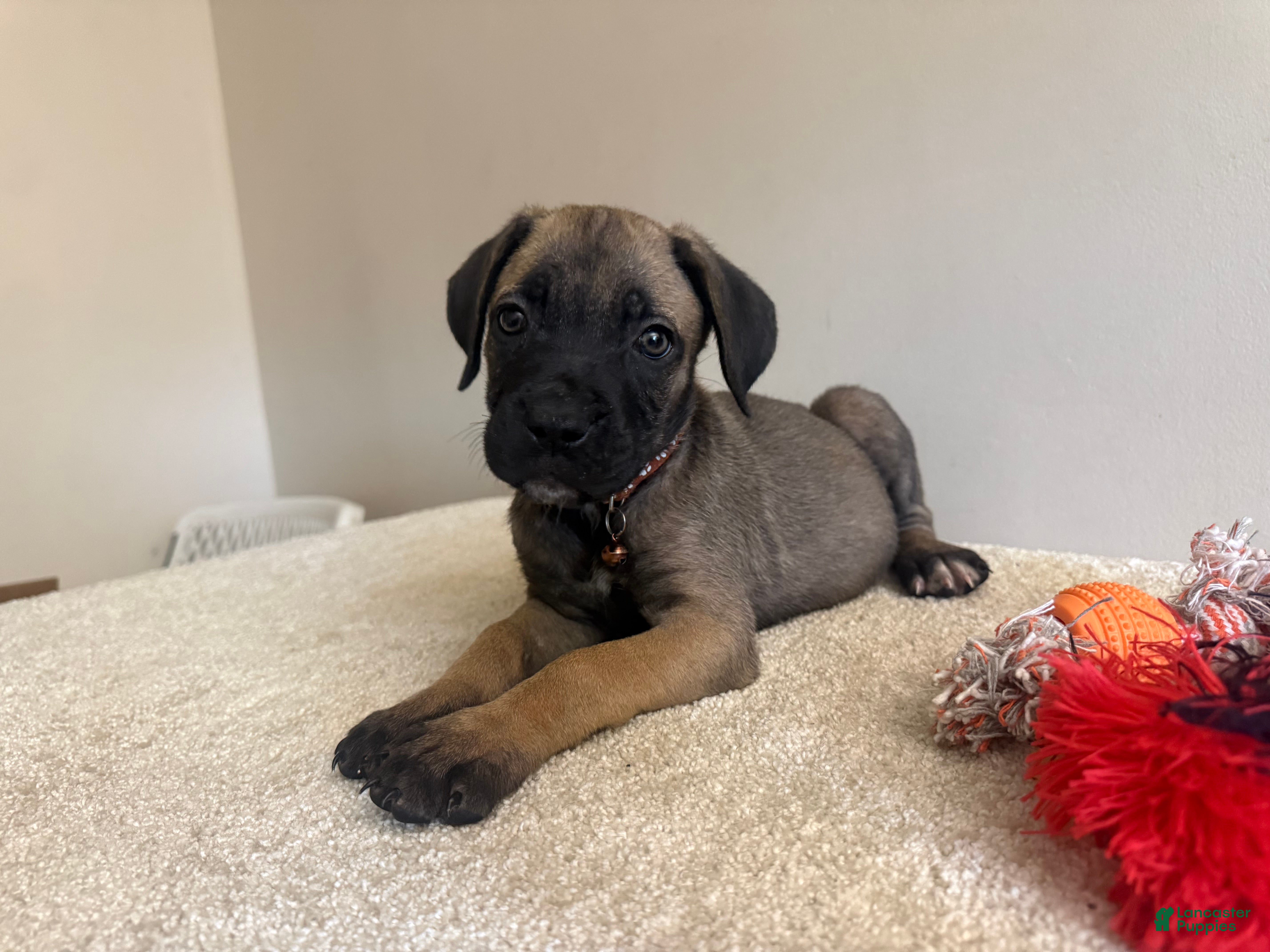 Cane Corso dogs Chocolate  - Ad 2