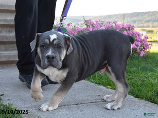 Olde English Bulldogge dogs - Ad 7