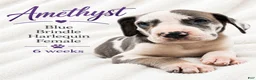 Great Dane dogs for sale: Amethyst  - Ad 4
