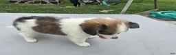 Pomchi dogs for sale: Brandy - Ad 14