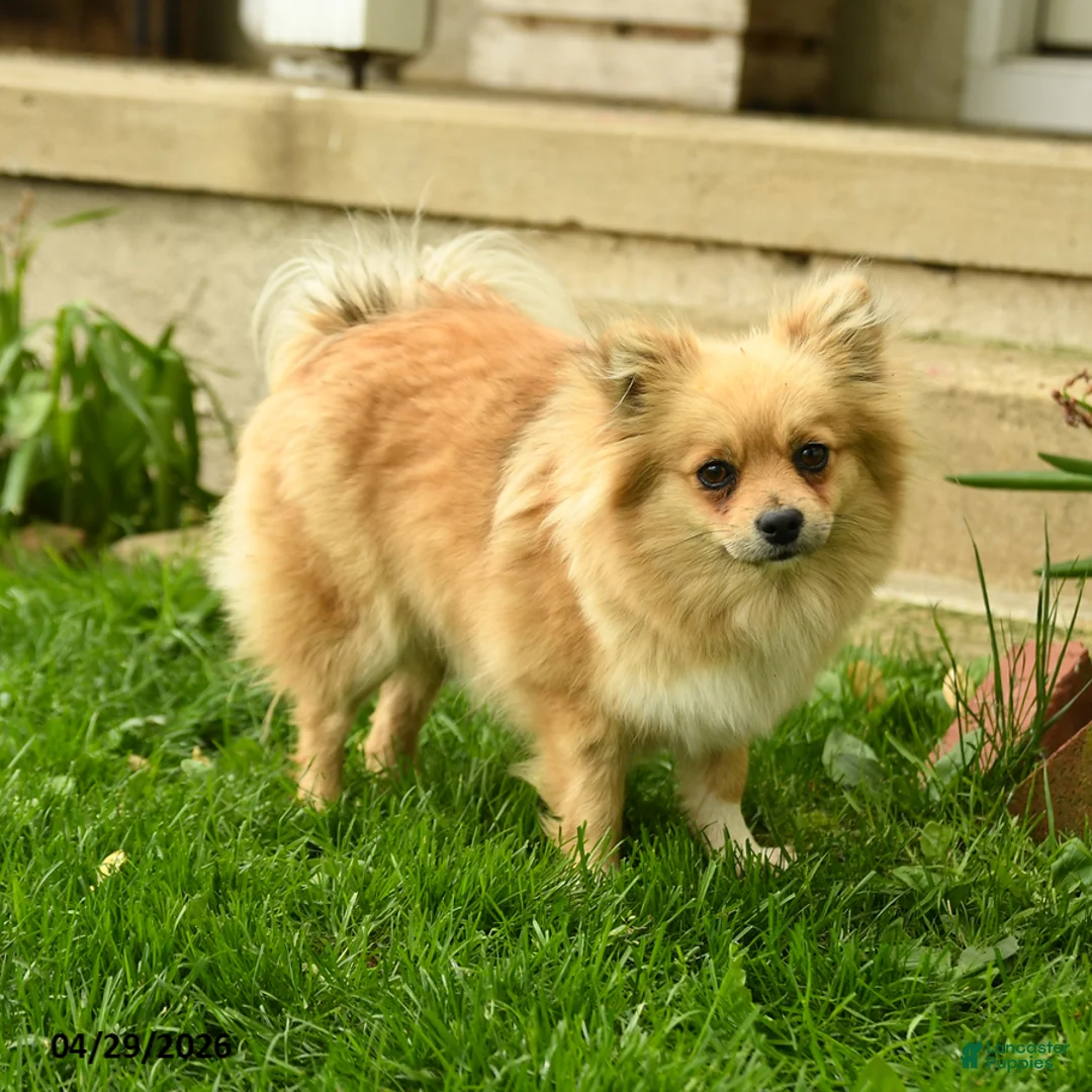 Pomeranian dogs for sale: Rascal - Ad 6