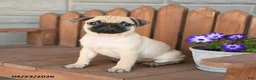 Pug dogs for sale: Archer - Ad 1
