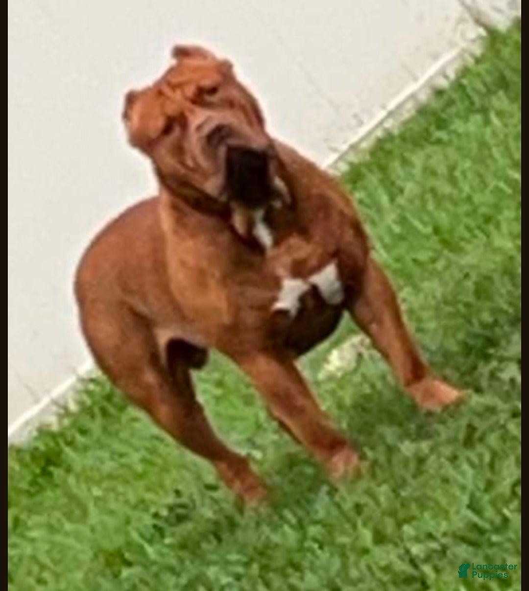 American Bully dogs for sale: NUTMEG  - Ad 8