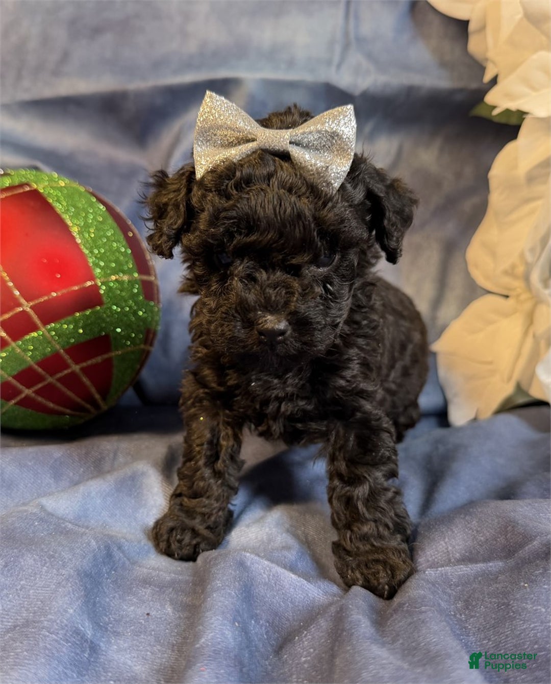 Toy Poodle dogs for sale: Toy Poodle Puppy 1 - Ad 2