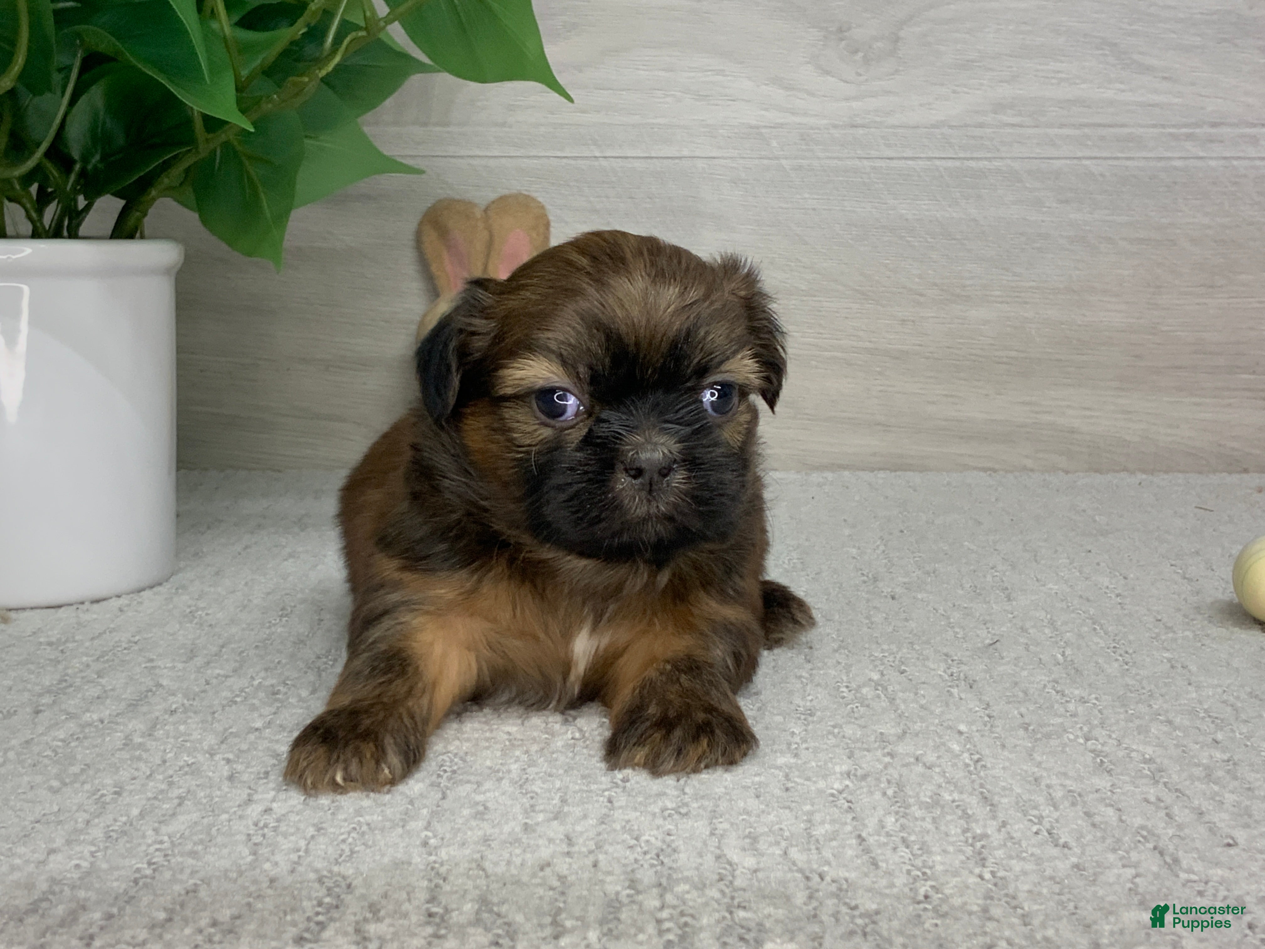 Shih Tzu dogs Larry - Ad 2