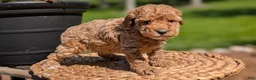 Miniature Poodle dogs for sale: Muna - Ad 12