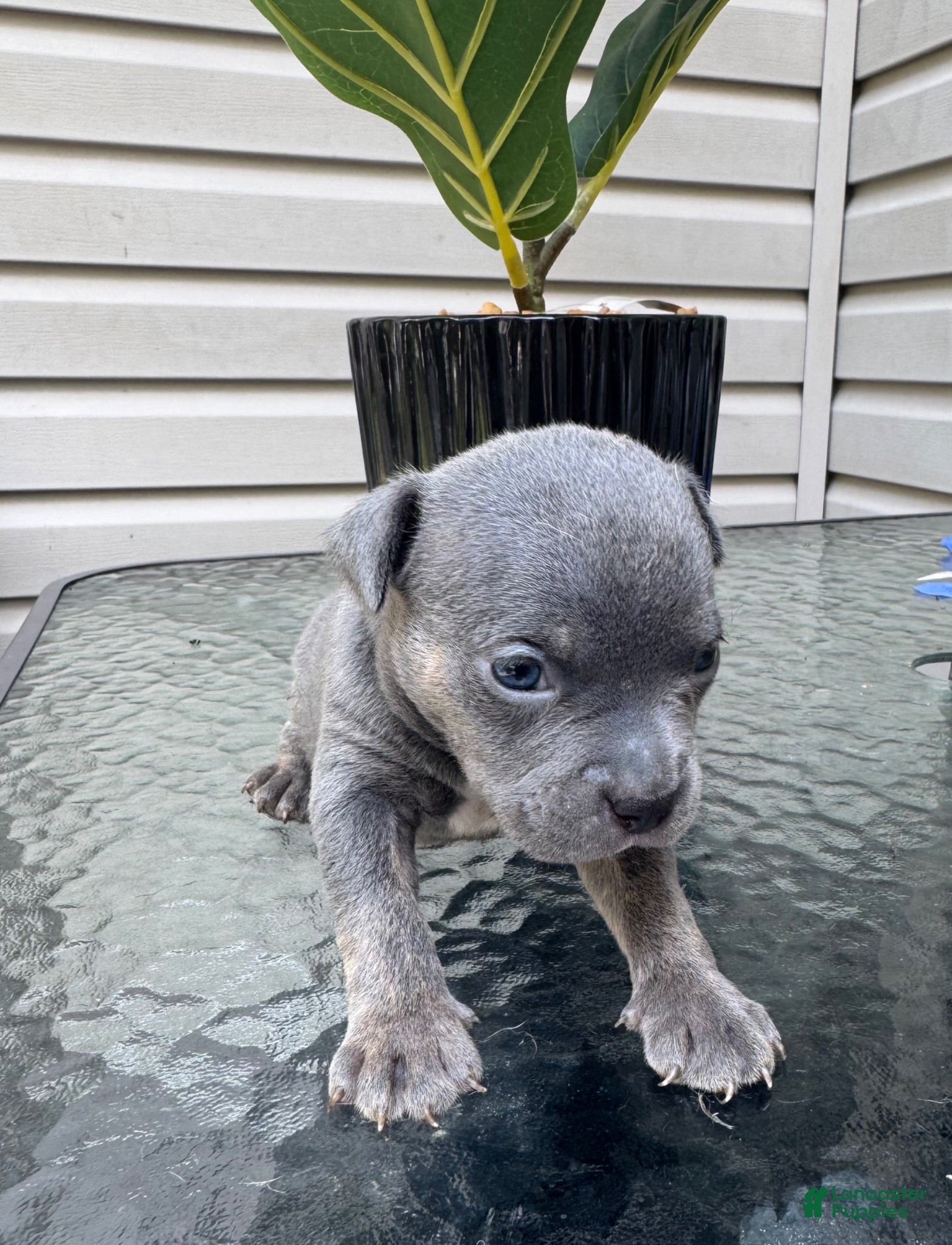 American Bully dogs American Bully 5 - Ad 11