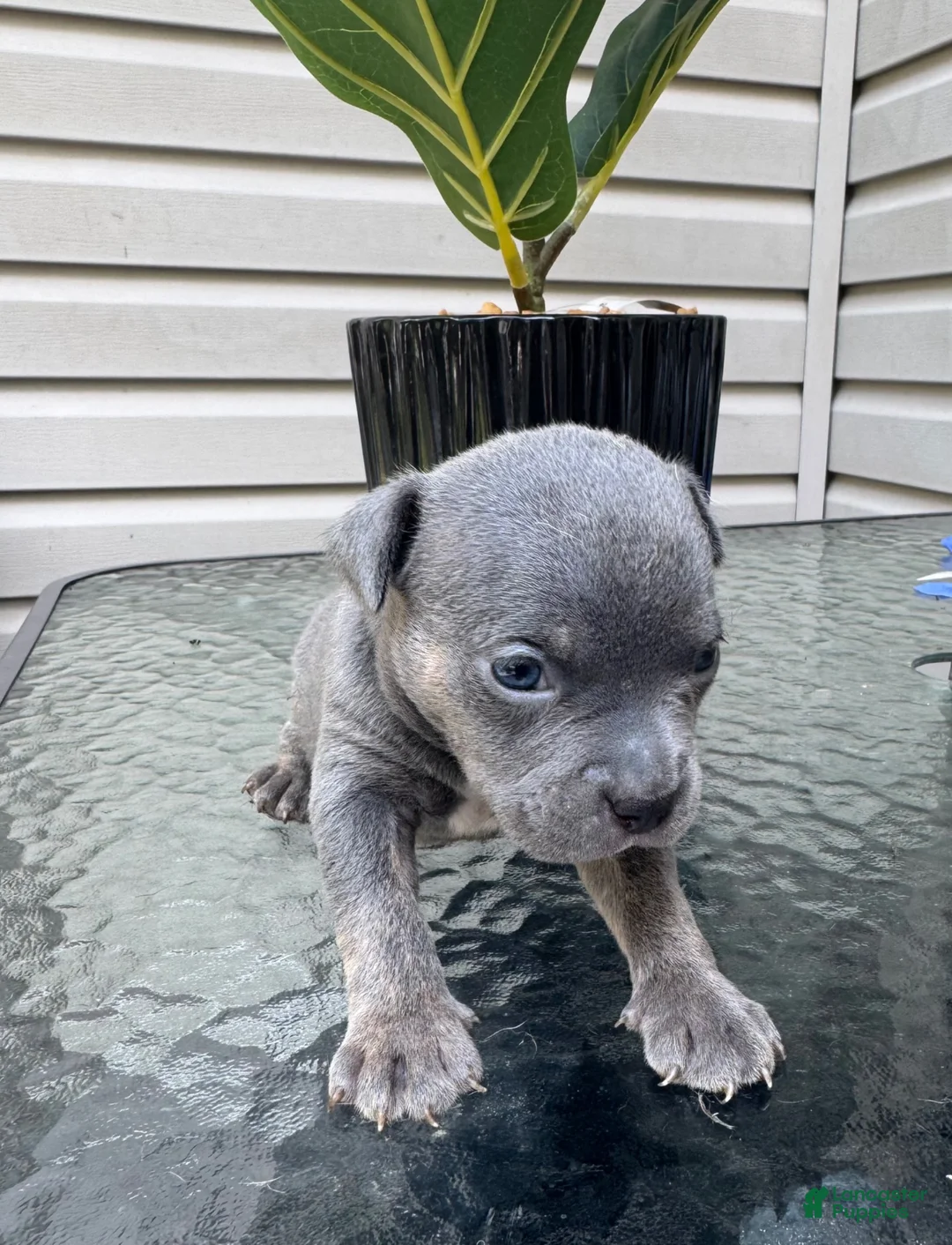American Bully dogs for sale: American Bully 5 - Ad 1