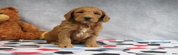 Mini Goldendoodle dogs for sale: Candy - Ad 4