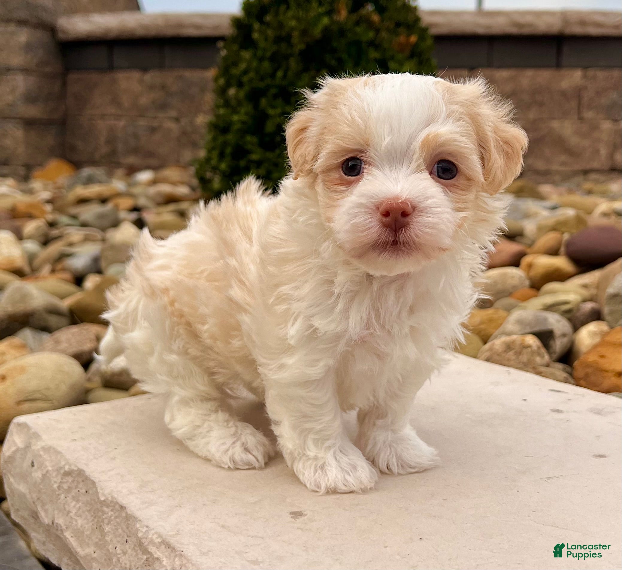 Havanese dogs Benji - Ad 1