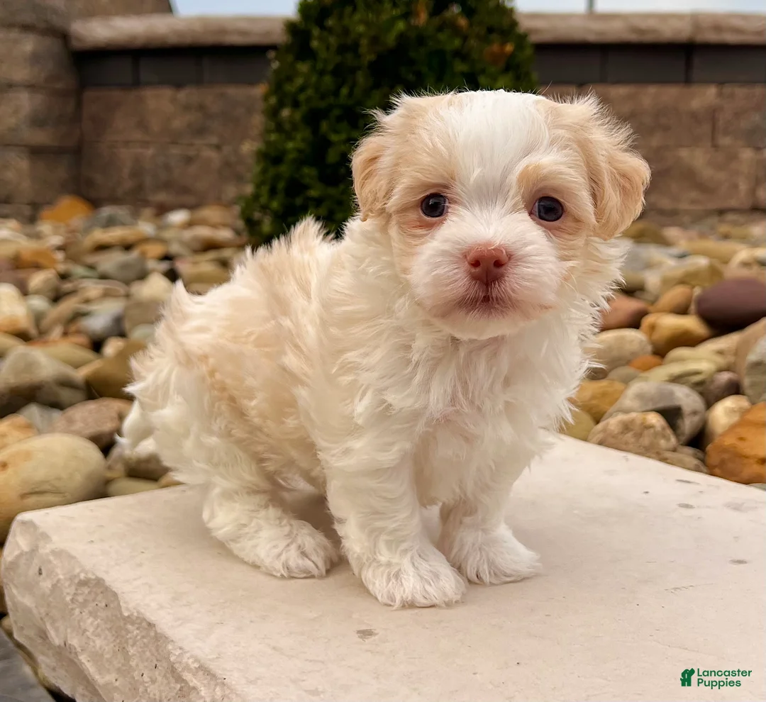 Havanese dogs for sale: Benji - Ad 1