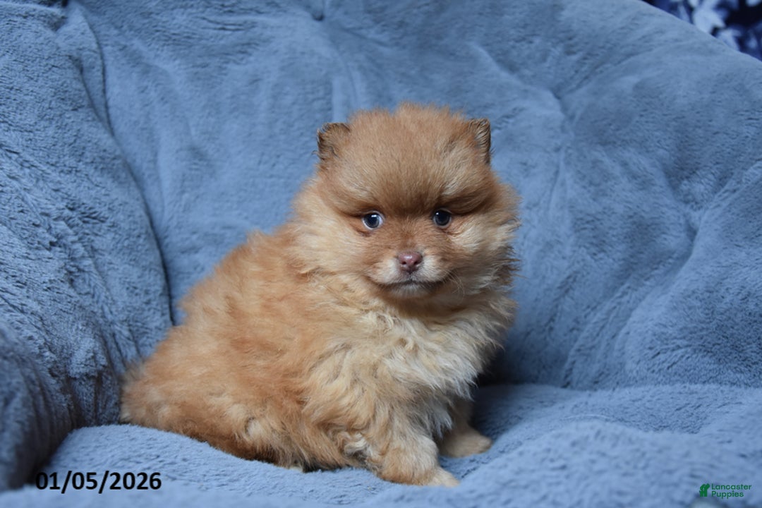 Pomeranian dogs for sale: Rocket - Ad 2
