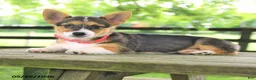 Welsh Corgi Pembroke dogs for sale: Bailey - Ad 4