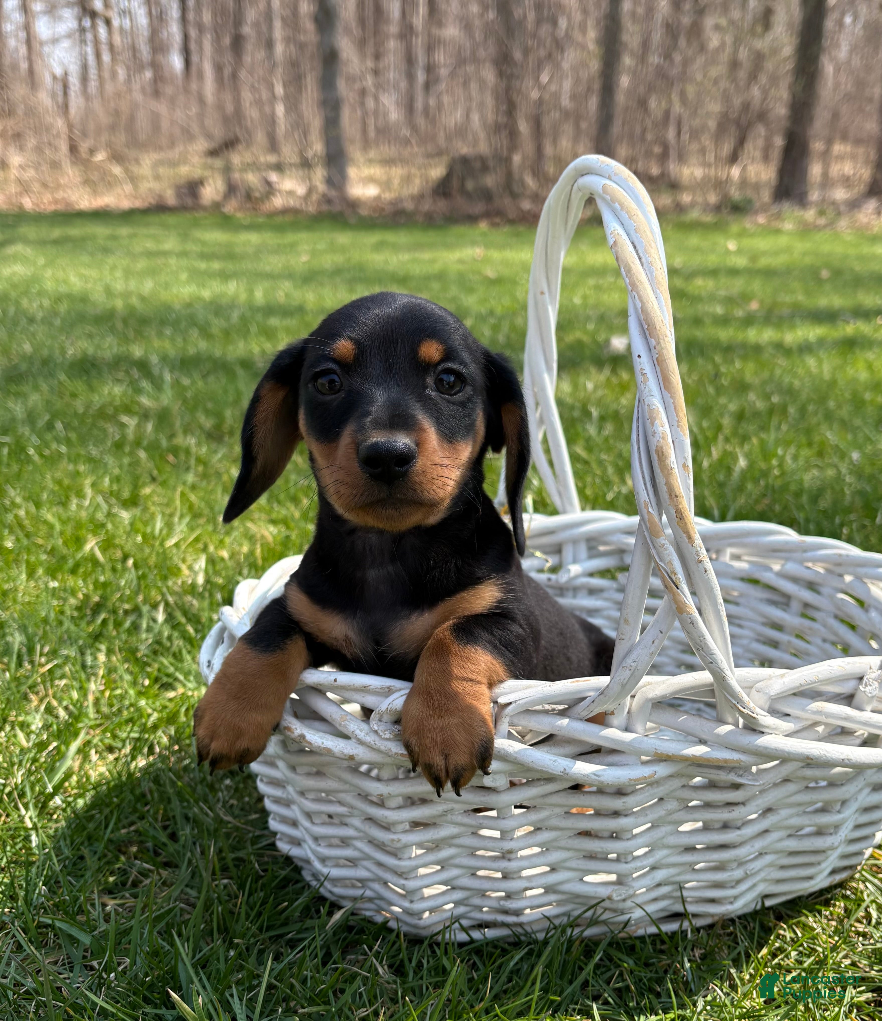 Dachshund dogs Valentino - Ad 2