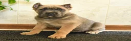 Cane Corso dogs for sale: Willow - Ad 5