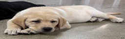Labrador Retriever dogs for sale: Labrador Retriever 2 - Ad 2