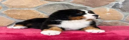 Bernese Mountain Dog dogs for sale: Roxy - Ad 3
