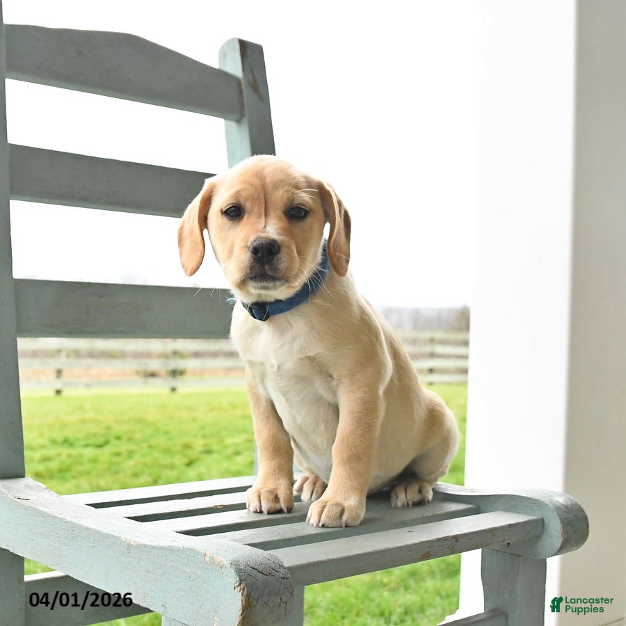 Mixed Breed dogs Mya - Ad 1