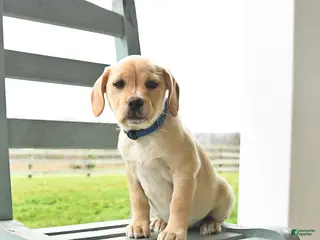 Mixed Breed dogs for sale: Mya - Ad 3