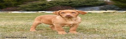 Labrador Retriever dogs for sale: Roman - Ad 1