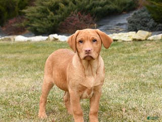 Labrador Retriever dogs Roman - Ad 37