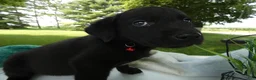 Sheprador dogs for sale: Sheprador 10 Lola - Ad 2