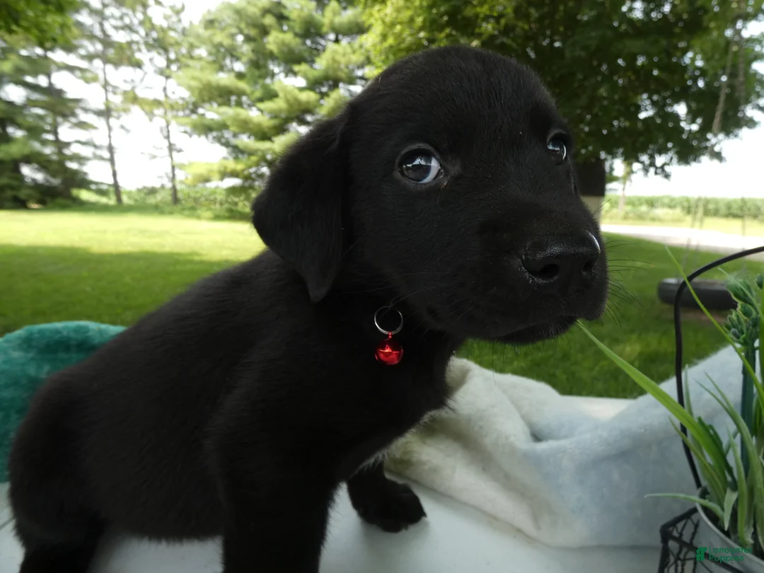 Sheprador dogs for sale: Sheprador 10 Lola - Ad 2
