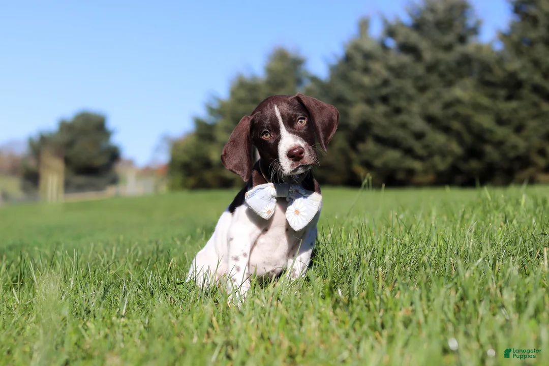 German Shorthaired Pointer dogs for sale: Ammo - Ad 2