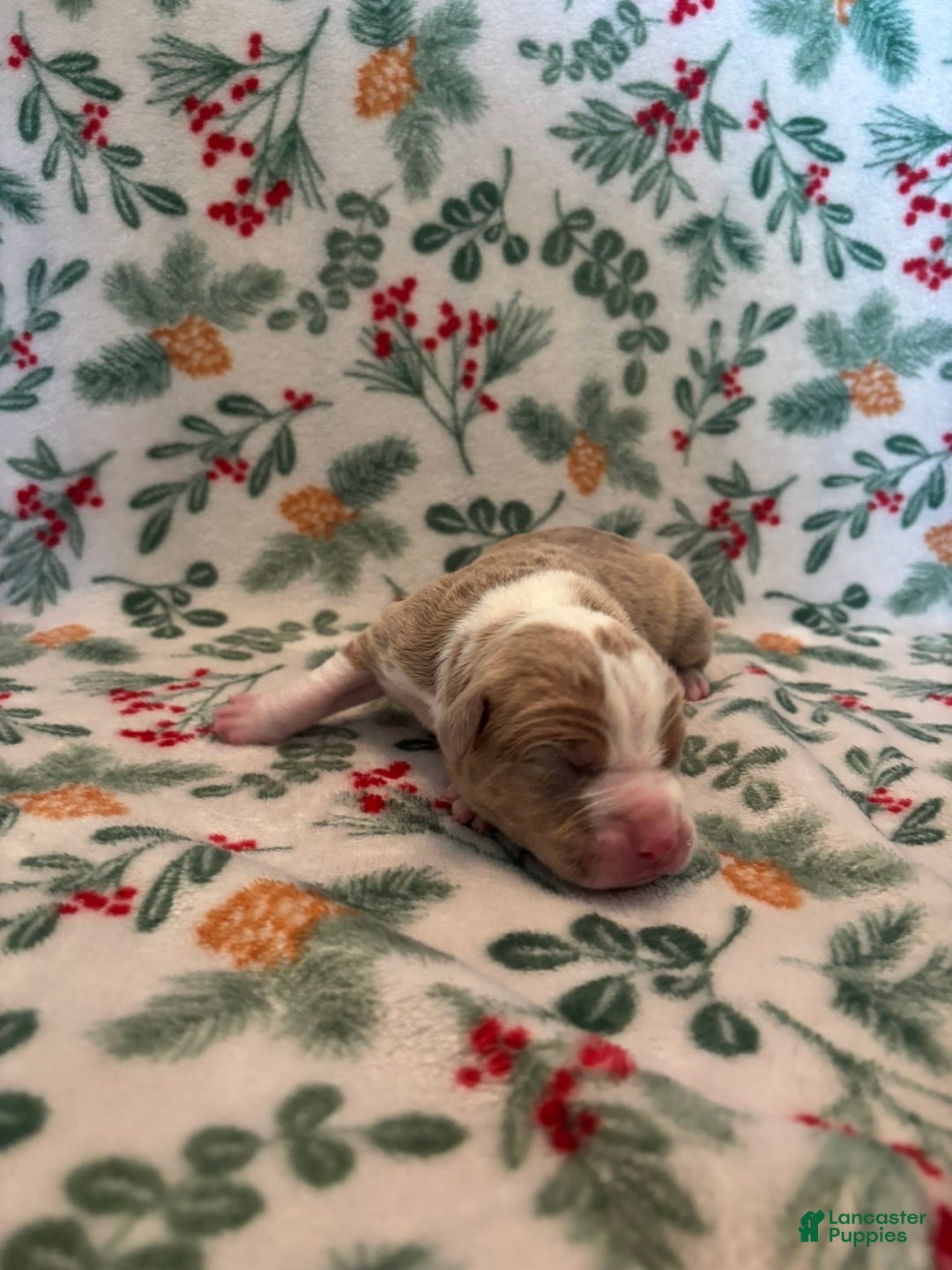 Mixed Breed dogs for sale: Apollo - Ad 1