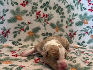 Mixed Breed dogs Apollo - Ad 12