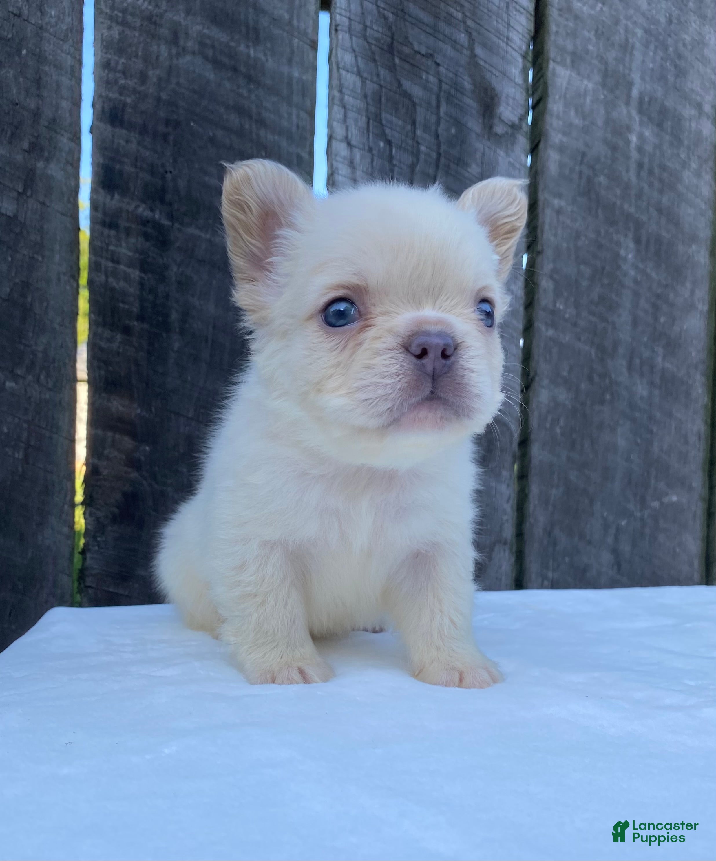 French Bulldog dogs Cruz - Ad 1